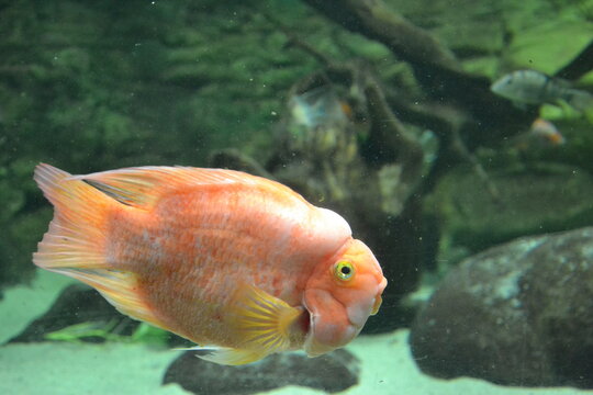 Red parrotfish, a hybrid of different cichlid species. 
