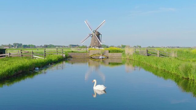 Elegant white swan swimming on a calm canal surface in the Netherlands. Aerial drone shot featuring traditional windmills, green fields, and clear water reflections under a bright sunny sky.
