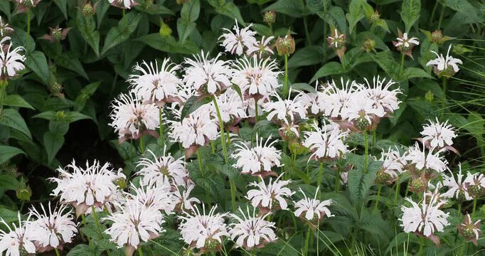 (Monarda bradburiana) Tapis de monardes de Bradbury &agrave; fleurs mellif&egrave;res rose p&acirc;le &eacute;clos en couronnes sur tiges dress&eacute;es au feuillage aromatique vert en forme de lance attirant les abeilles
