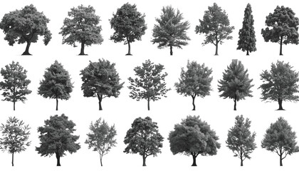 Fototapeta premium Trees rendered in grayscale detail are displayed in a grid of various species for architectural landscape.