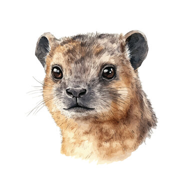 watercolor of Rock Hyrax vector, isolated on a white background.