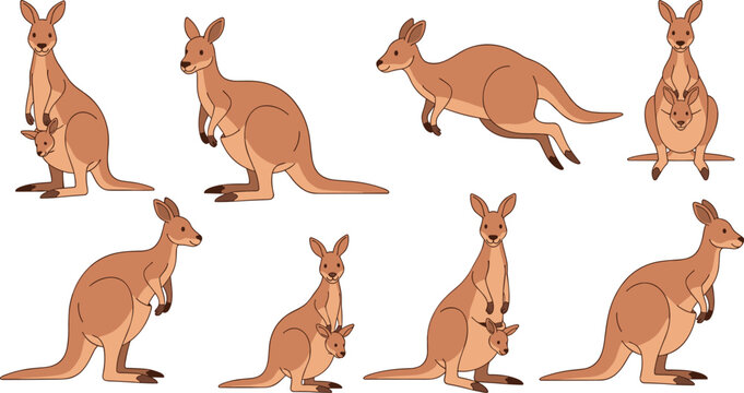Australian kangaroo and wallaby vector set featuring mother with joey in pouch jumping and standing poses isolated on white background for wildlife education and tourism branding.