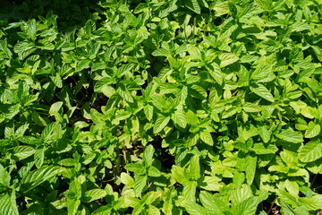 Fresh mint leaves texture background © Анастасия Комарова