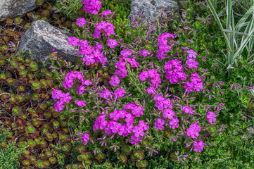Obraz premium Vibrant pink creeping phlox flowers in decorative rock garden