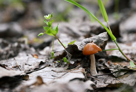 Mycena leaiana Orange Bonnet Mushroom Growing on Forest Leaf Litter Macro Close Up