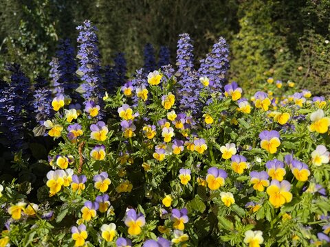 Spring flower bed. Yellow and purple viola flowers with blue ajuga reptans in a sunny garden border