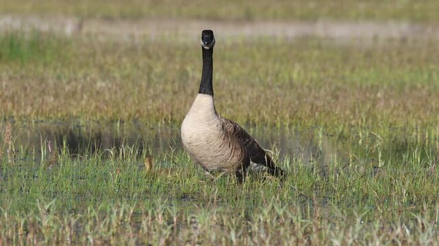 Canada goose (Branta canadensis) with two goslings foraging in grassy wetland habitat at McCoy Flat Reservoir, Lassen County, California.