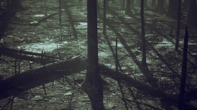 Low angle view of tall trunks and intersecting shadows, cool green tones and rhythmic vertical lines offering dramatic perspective for editorial use