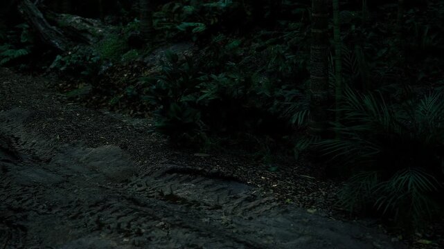 Shadowed muddy trail winding through trees, exposed roots and ruts creating rugged texture, overcast lighting, perfect for adventure, hiking and outdoors
