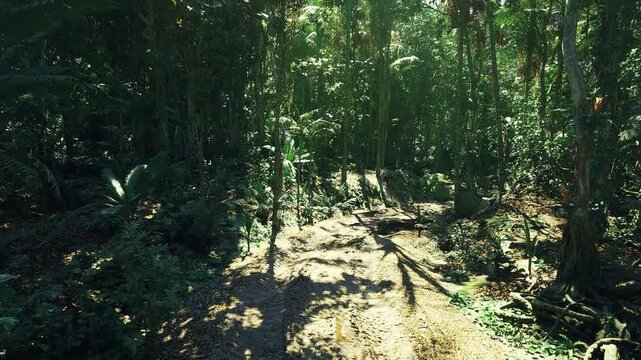 Trail leading into bright sunlit clearing ahead, gradual opening from dense trees to luminous meadow, pathway suggests onward movement and hopeful journey tone