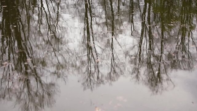 Abstract reflection of bare tree branches on calm water surface with gentle ripples and soft natural tones. Artistic atmospheric nature footage ideal for meditation backgrounds, environmental concepts
