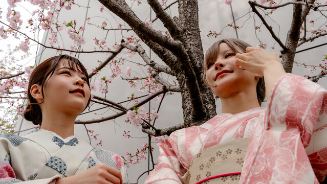 Women in kimono under sakura blossoms in springtime