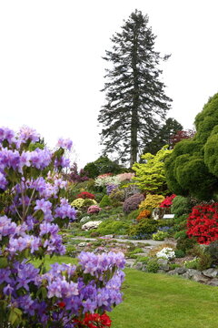 Beautiful Gardens, Cumbria UK with azaleas and rhododendrons in colour.