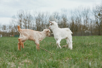 Obraz premium Two young goats in a grassy field interact playfully, noses touching in a friendly moment. A lifestyle scene featuring farm animals and rural life. The scene conveys calm companionship.