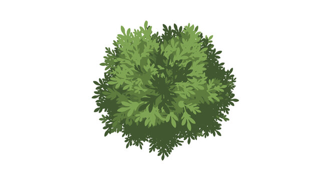 Single fluffy rounded bush with detailed green leaves isolated on white background for architectural visualization.
