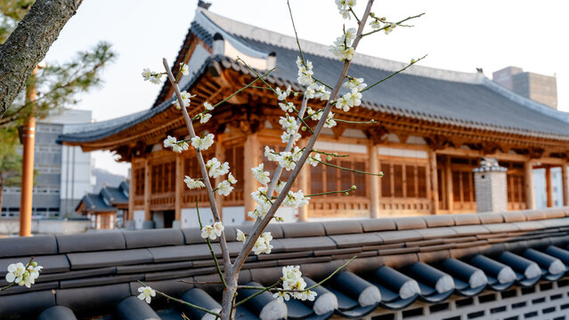 Traditional hanok temple with white blossoms in spring