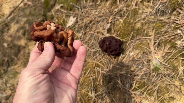 Fresh false morel mushroom held in hand in sunny spring forest. Seasonal wild delicacy and mushroom foraging concept in nature