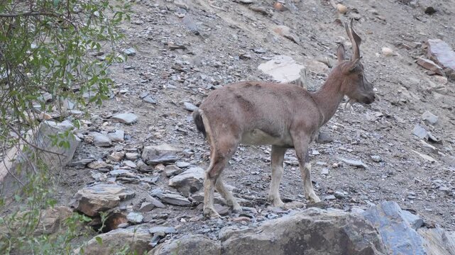 Markhor (Capra falconeri) wild goat standing on a steep rocky mountain slope in its natural habitat during daylight 4k 120fps slow motion footage