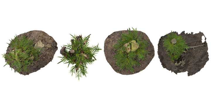 Collection of Drynaria plants isolated on white background from the top view