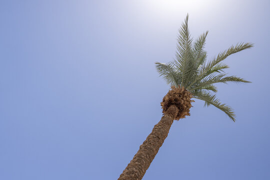 Single tall palm tree viewed from below against a bright blue sky with sunlight creating a calm tropical holiday atmosphere and minimalist resort inspired composition