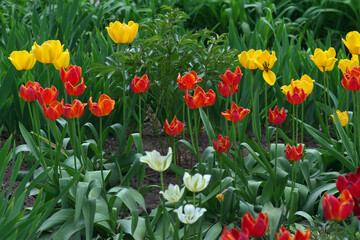 Fototapeta premium bright colorful tulips in a flowerbed in the garden