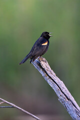 Obraz premium Red-Winged Blackbird Singing on branch in Natural Habitat