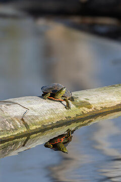 Small Painted Turtle Basking on Log Over Water with reflection