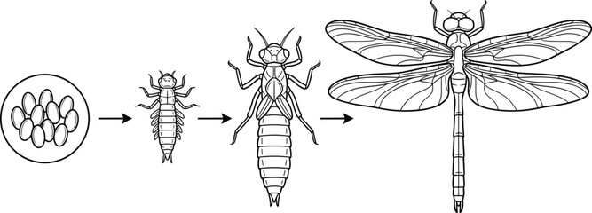 Dragonfly Life Cycle Illustration Showing Egg, Nymph, Adult Transformation, and Insect Metamorphosis Stages for Educational Biology Designs © AKTAR