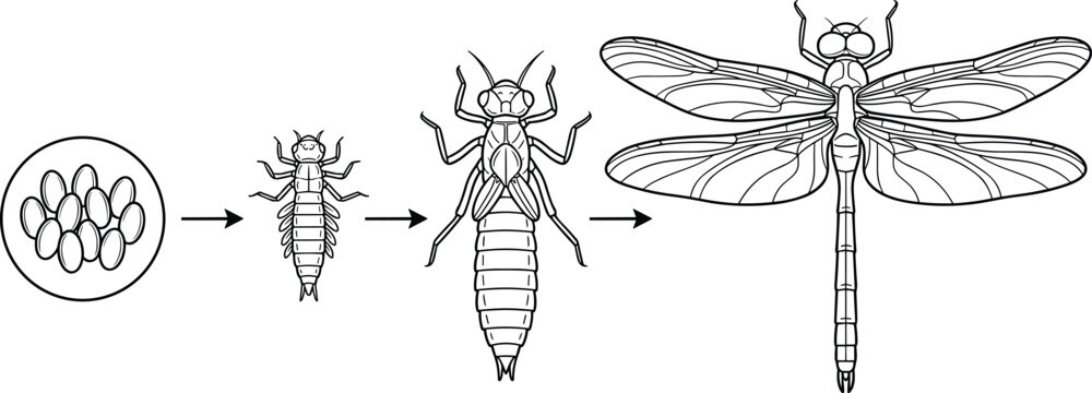 Dragonfly Life Cycle Illustration Showing Egg, Nymph, Adult Transformation, and Insect Metamorphosis Stages for Educational Biology Designs