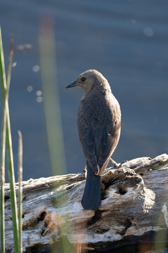 Brown Bird Perched on log by water, wildlife nature scene