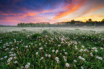 Obraz premium Beautiful spring sunrise over field full of dandelions