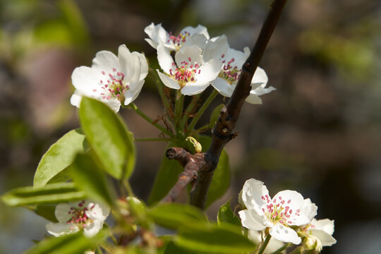 Spring. Pear tree blossom. Close-up of a branch with white inflorescences.