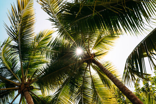 Sunlight shining through palm canopy in Canary Islands