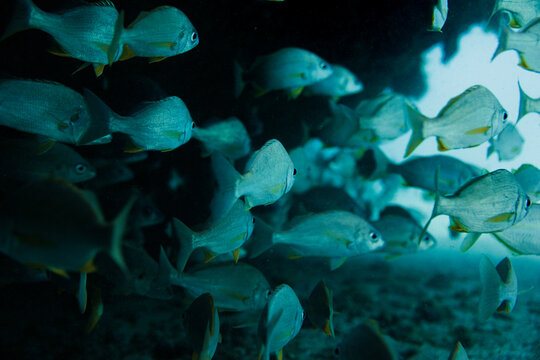 School of silver fish swimming through a dark reef cave