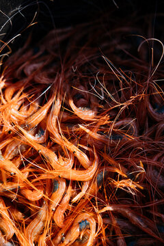Close-up of fresh shrimp pile with antenna texture background