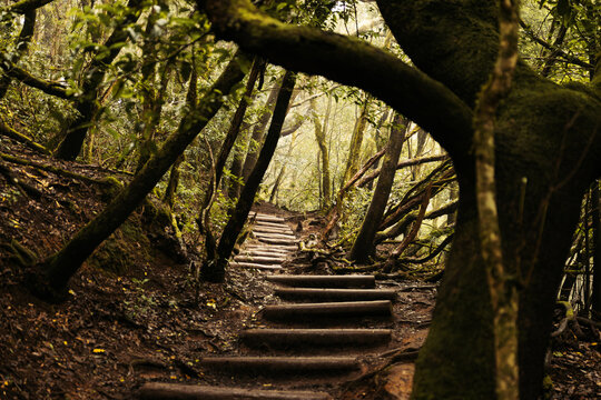 Forest trail with wooden steps in Canary Islands spring