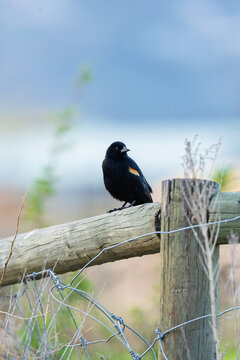 Red-Winged Blackbird Perched on Rustic Wooden Fence in Natural Habitat