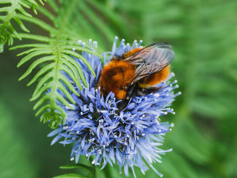 Close-up of bumblebee pollinating blue wildflower