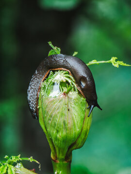 Black slug on green bud with water droplets in macro