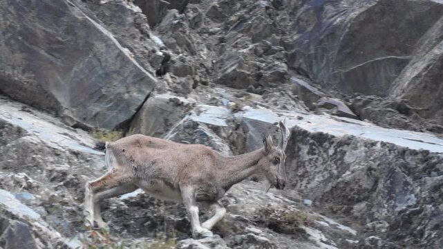 Markhor (Capra falconeri) walking down a steep rocky mountainside in its natural wild habitat during daylight hours 4k 120fps slow motion footage