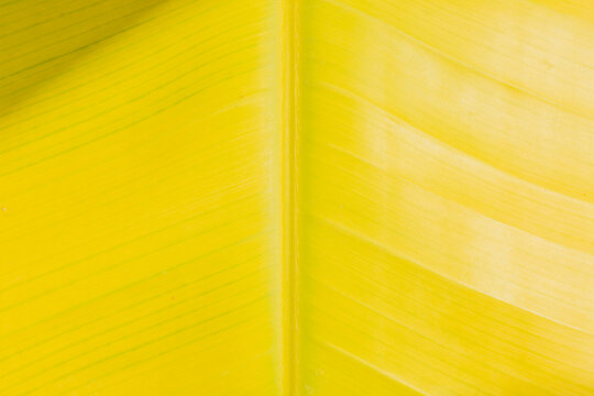 Yellow banana leaf texture with veins and abstract glow