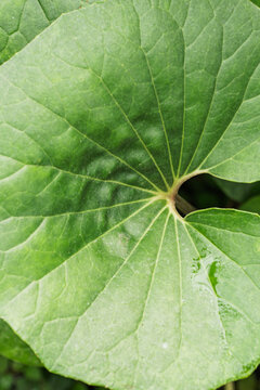 Close-up of nasturtium leaf texture with radial veins