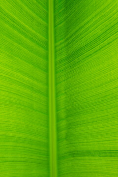 Closeup of banana leaf, green texture background