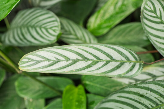 Close-up of Calathea prayer plant leaves with pattern