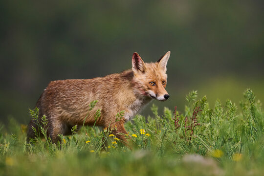 Red fox in meadow grass with wildflowers at dawn light