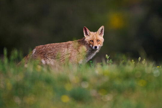 Red fox standing in meadow with soft bokeh background