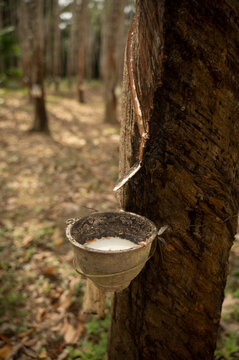 Rubber tree tapping with latex cup on tropical plantation