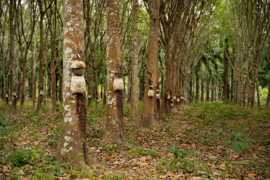 Rubber tree plantation with latex tapping and collecting