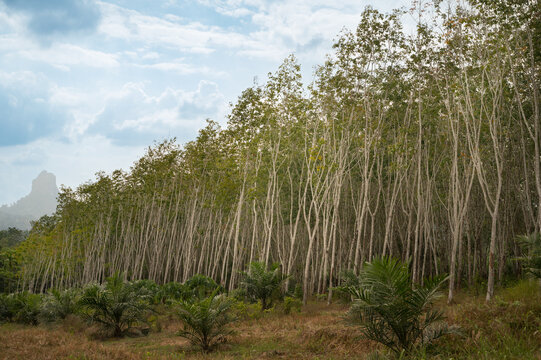 Rubber tree plantation landscape for latex harvesting