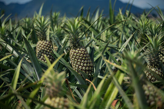 Pineapples thriving in a lush tropical plantation